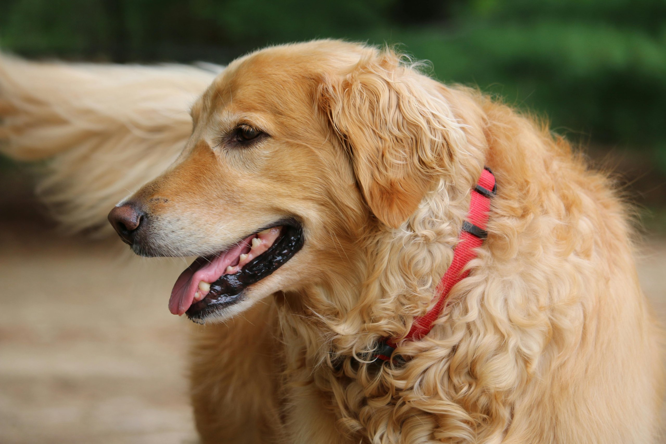 Comment soulager votre chien âgé ?
