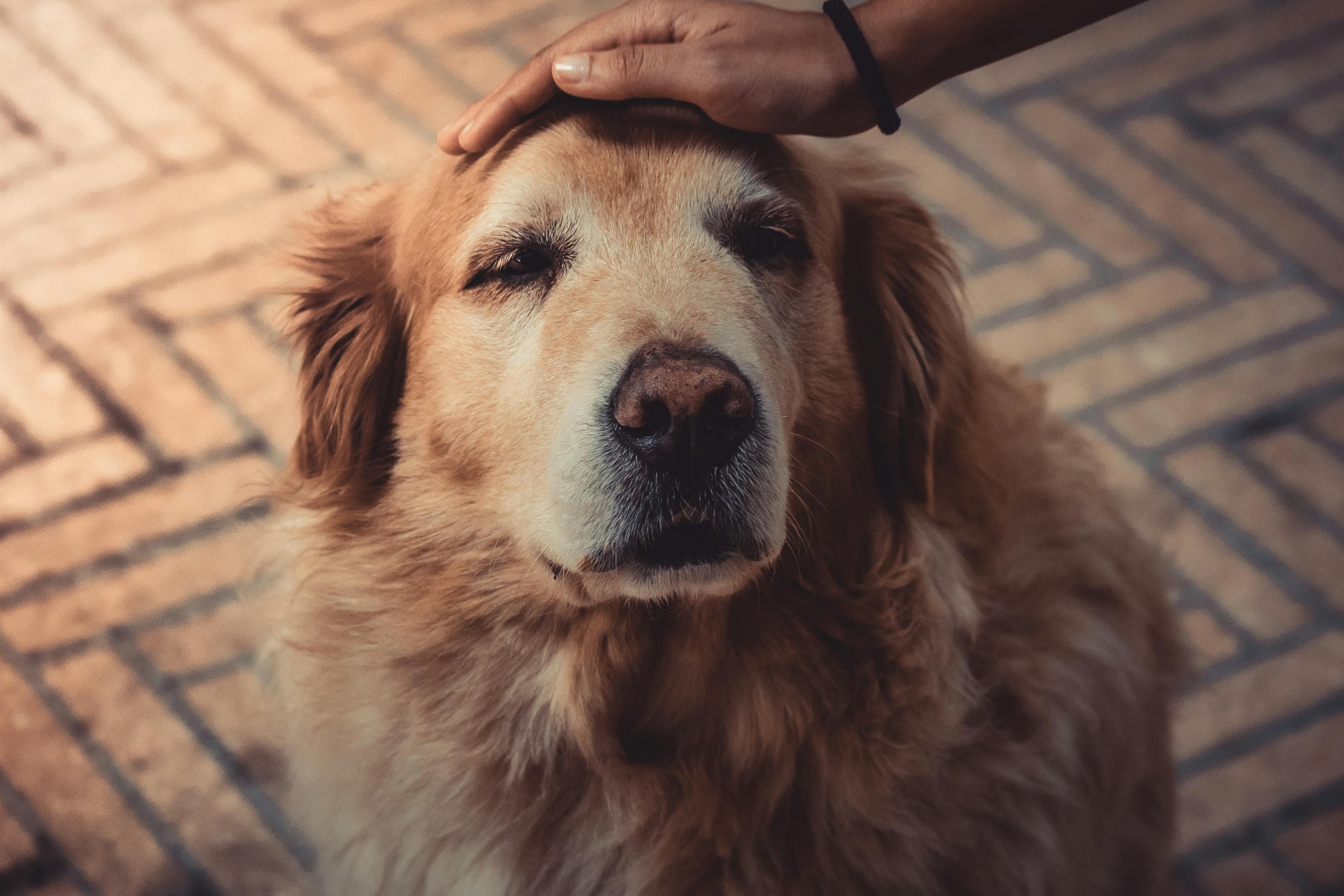 Comment soulager votre chien âgé ?