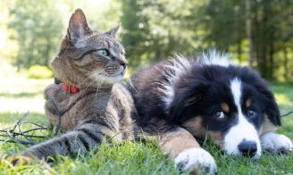 Les aoûtats chez le chien et le chat