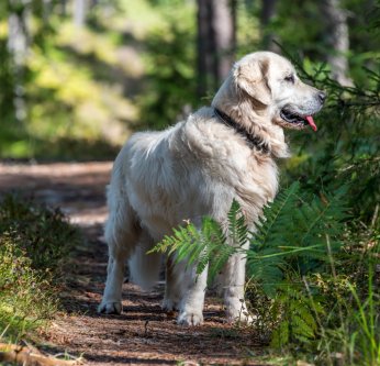 La maladie de Lyme chez le chien