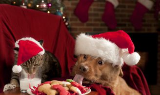 chien noel