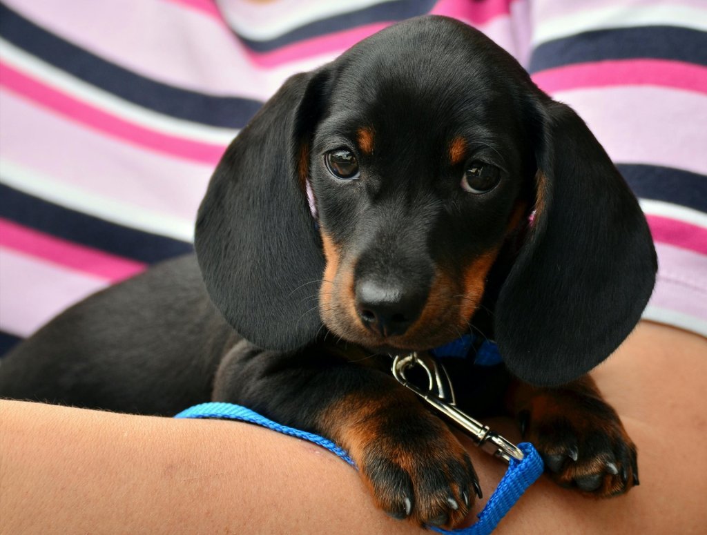 éduquer son chiot