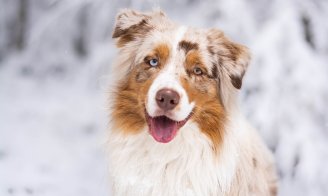 Le chien et la neige