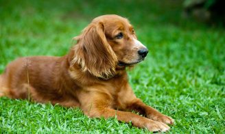 Protéger son chien ou son chat contre les puces et les tiques