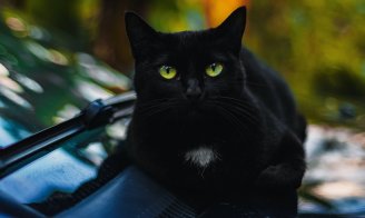 Chats noirs moins photogéniques