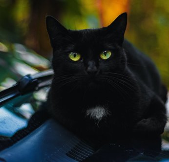 Chats noirs moins photogéniques