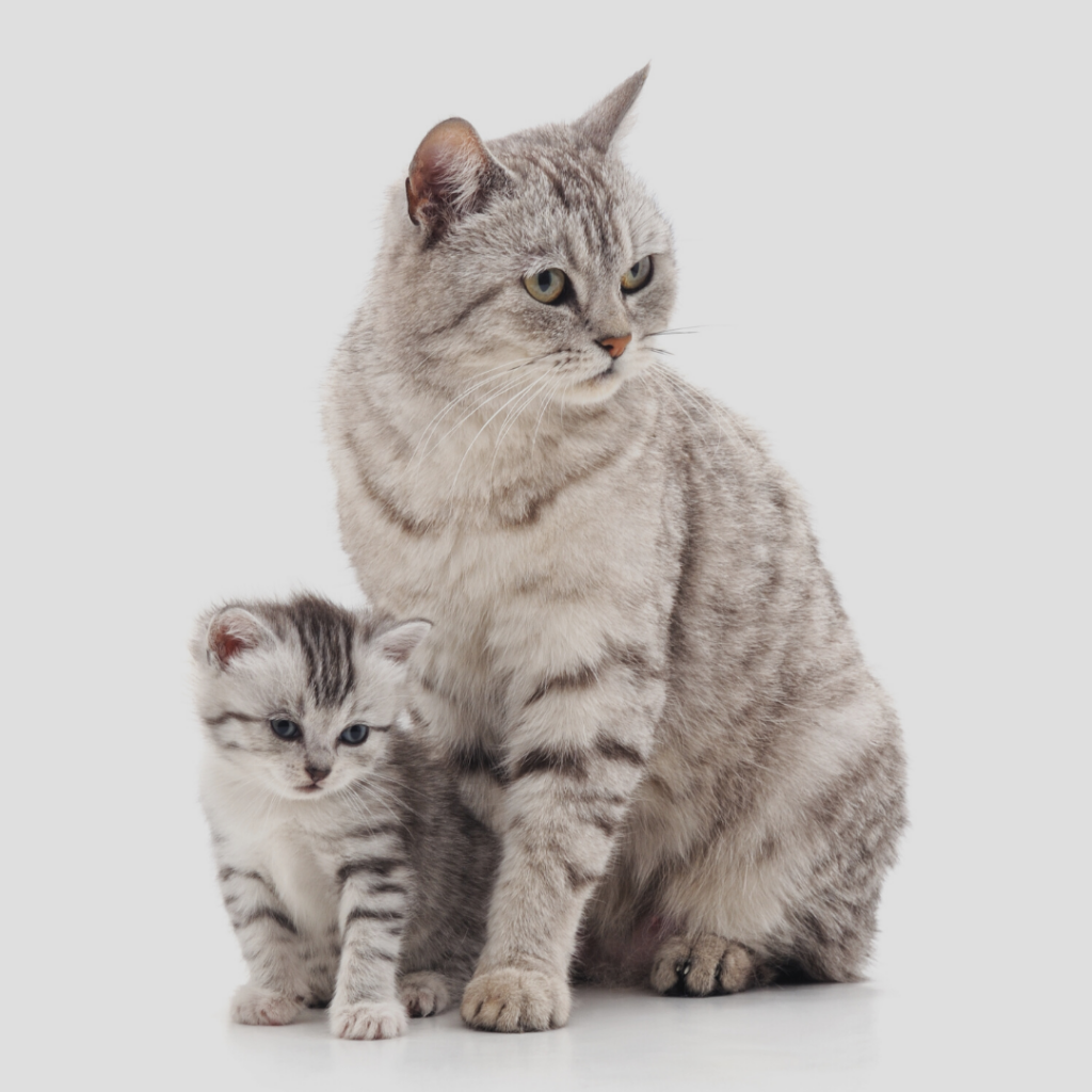 chatte est enceinte