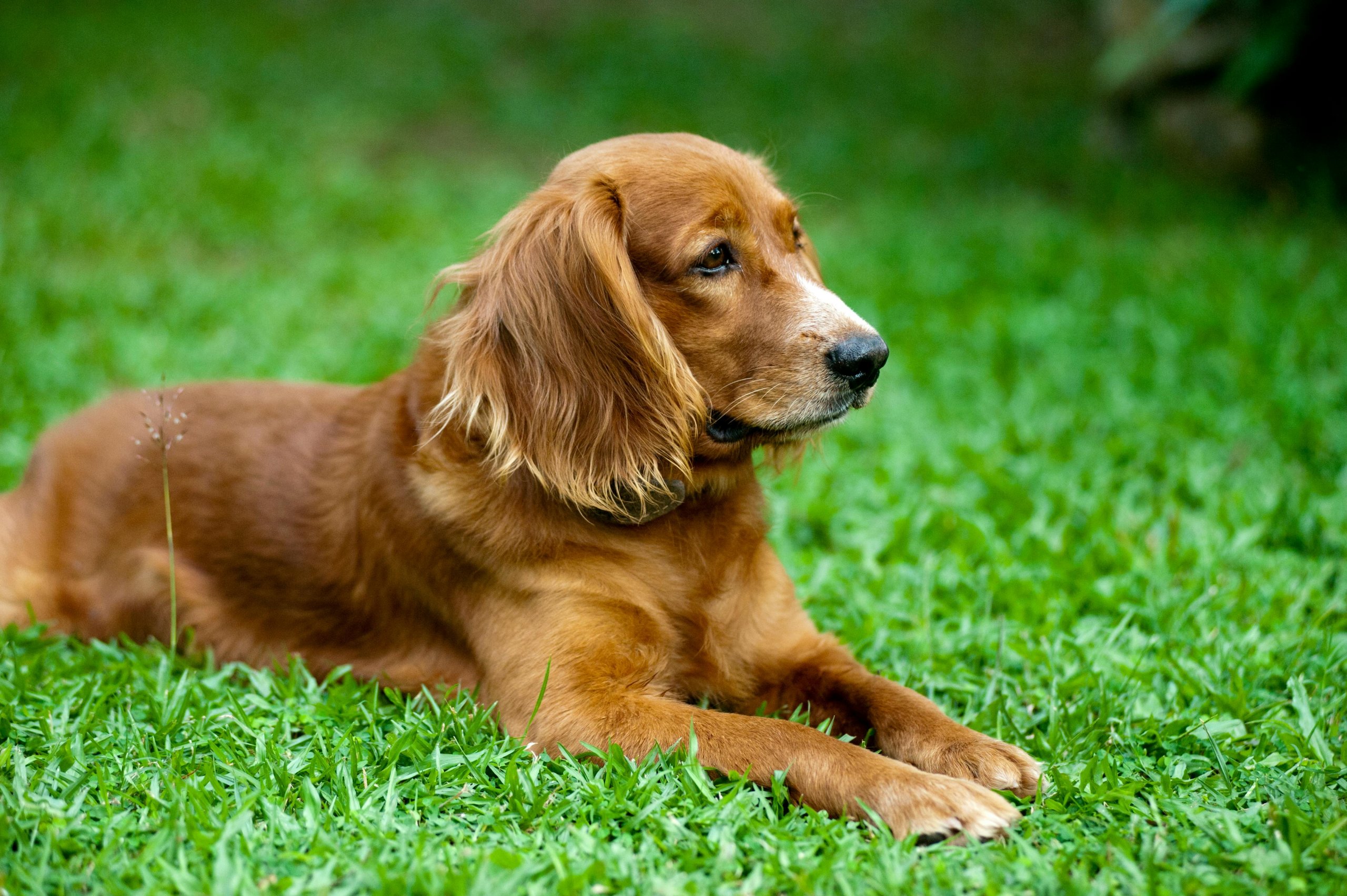 Insuffisance rénale chez le chien