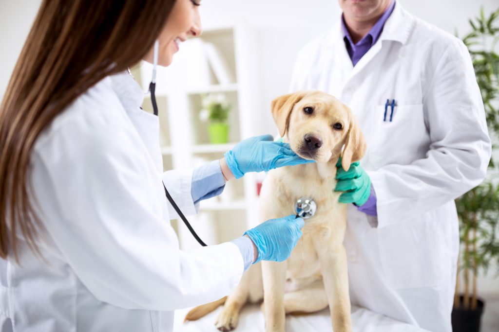 ECHOGRAPHIE CHIEN