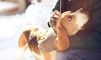 assurance chien