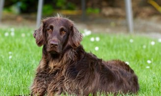 L'arthrose chez le chien