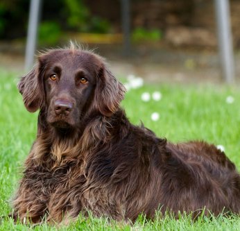 L'arthrose chez le chien