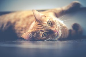 probleme urinaire chat
