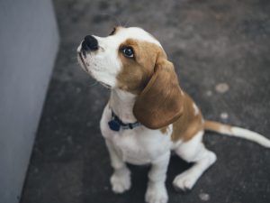 l'hypothyroïde chez le chien