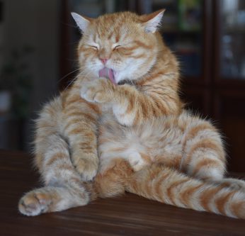 Laver son chat