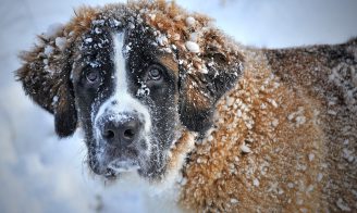 chien froid hiver