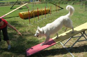 sports canins