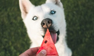 chien végétarien