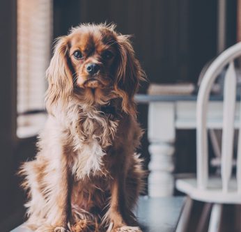 chien confinement