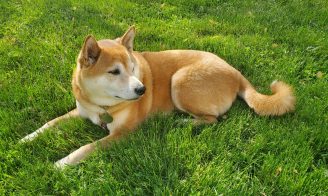 Coup de chaleur chez le chien