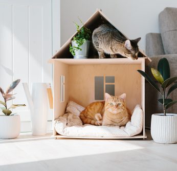 chat maison