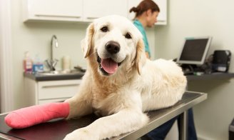 Combien coûtent les frais vétérinaires d'un chien par an ?