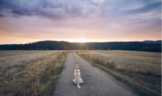 Les abandons des animaux de compagnie