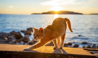 Bilan de santé du chat avant les vacances : ce qu'il faut absolument vérifier