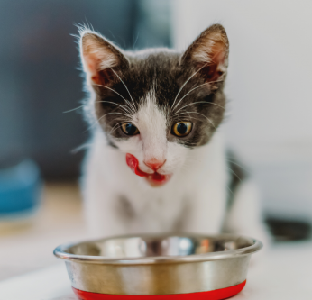 alimentaire