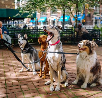 Plusieurs chiens assis