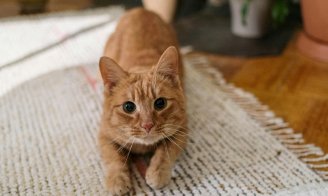 chat griffe