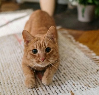 chat griffe