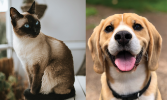 Chien et chat