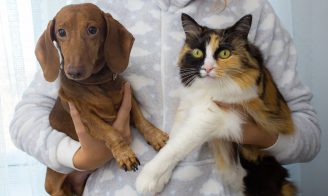 Chat et chien portés