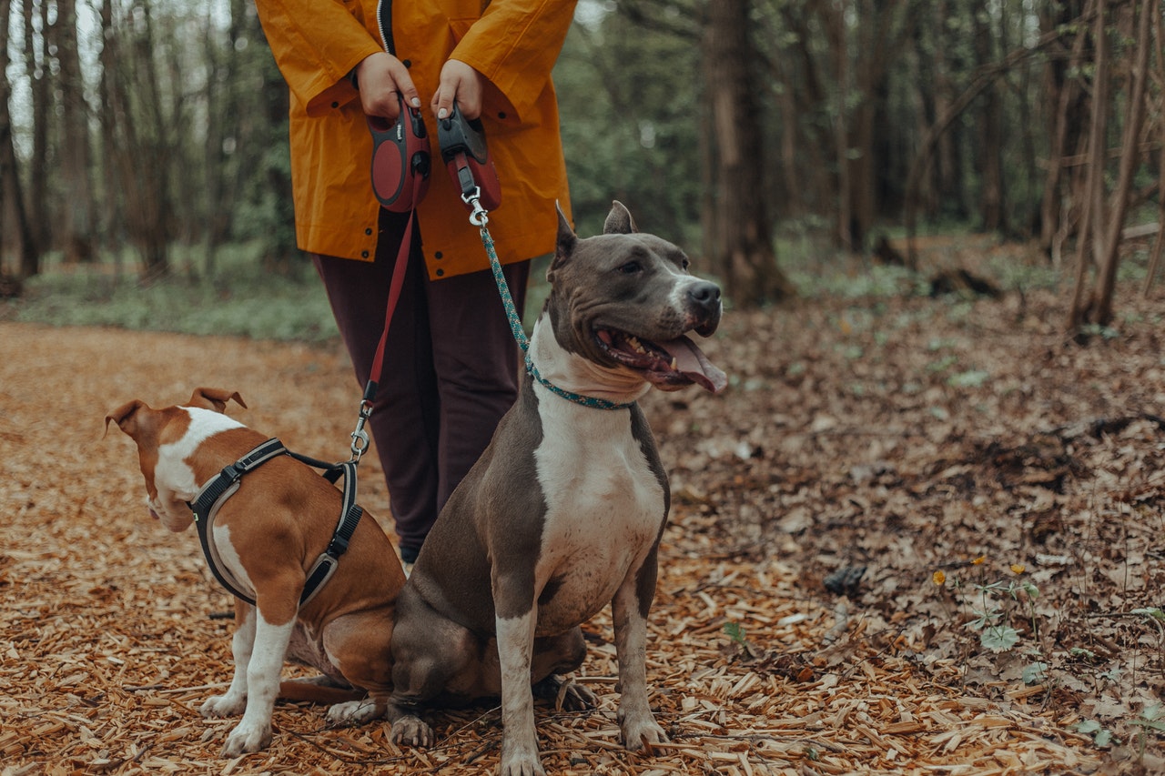 Promener son chien