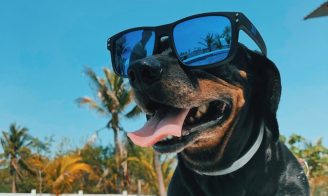 chien piscine