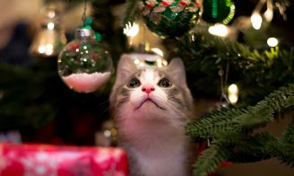Top 5 cadeaux chats