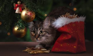 Faire un sapin de Noël avec un chat