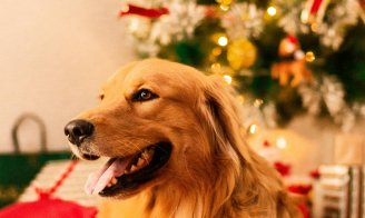 Les dangers de Noël pour votre chien et votre chat
