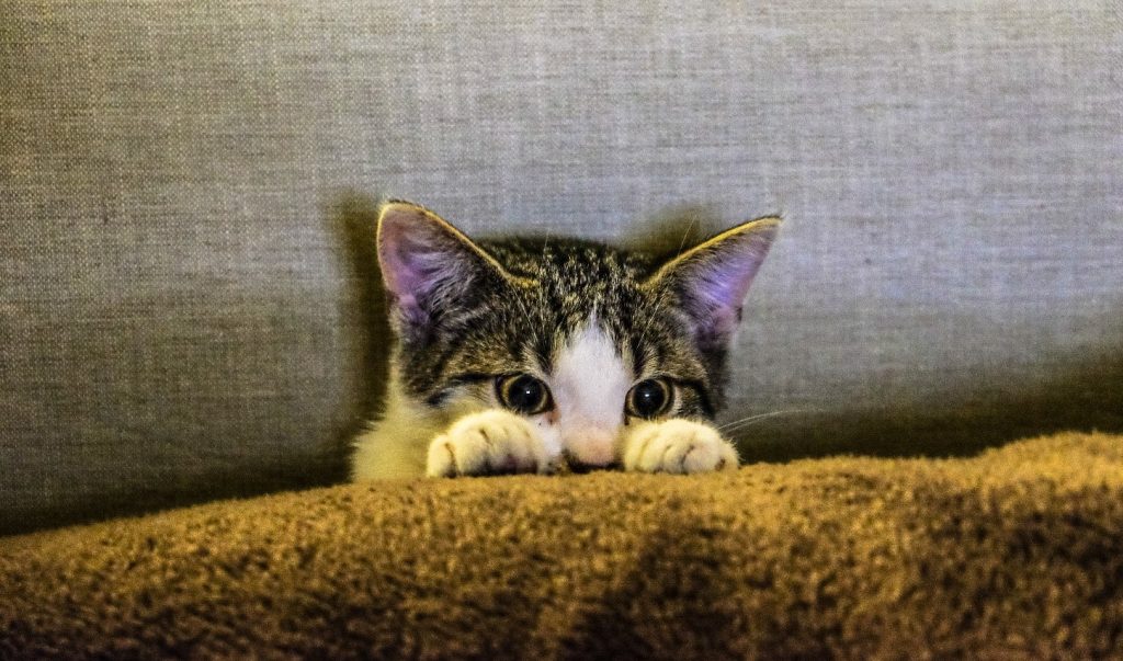 Troubles comportementaux chat