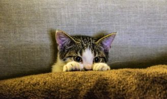 Troubles comportementaux chat