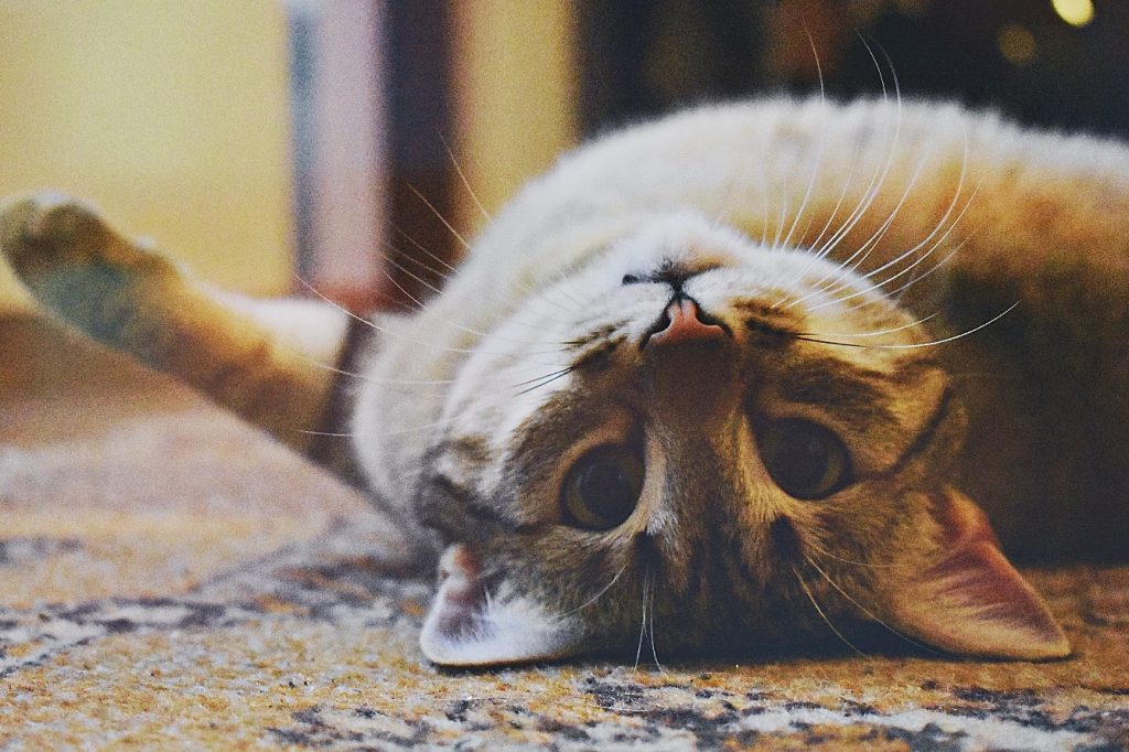 Troubles comportementaux chat