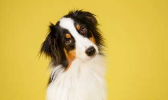 L'oedème de quincke chez le chien