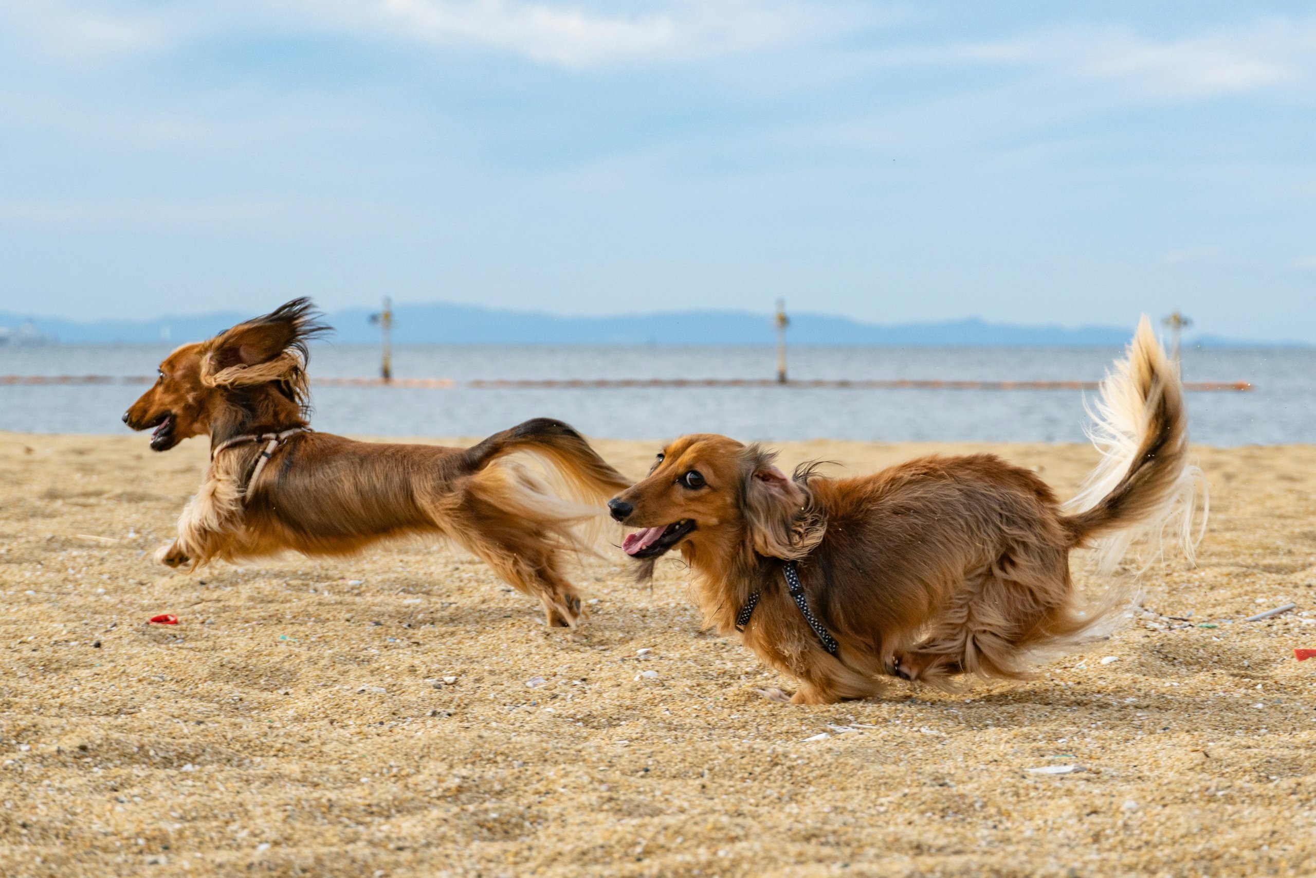 Dangers de l'été pour les chiens et chats