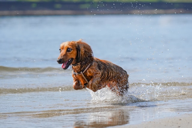 teckel en bord de mer