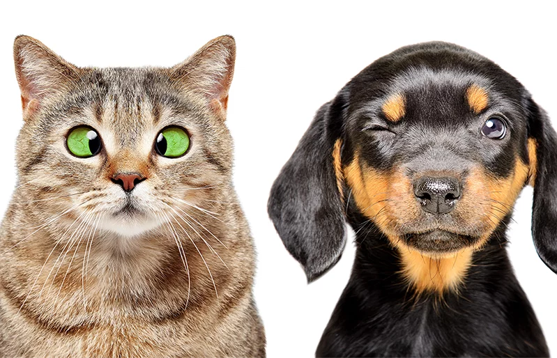 Un chien et un chat, des animaux en bonne santé