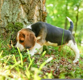 Beagle pistage