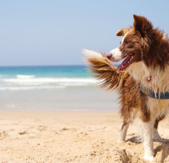 Le chien et la mer