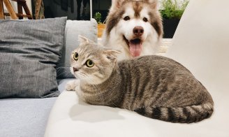 La dépression du chien et du chat à la rentrée