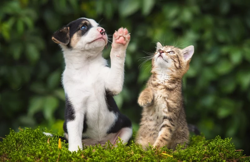 Assurance Chien & Chat